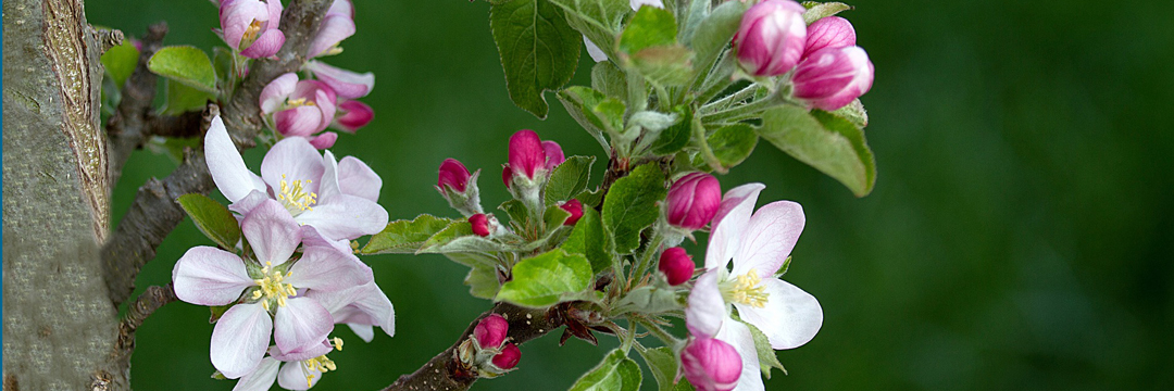 Obst- & Beeren-Pflege
