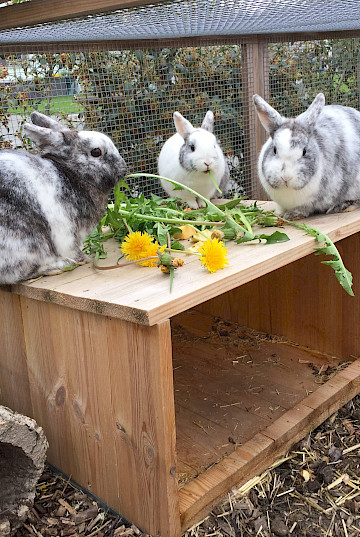 Lumpi, Eskimo und Turbo